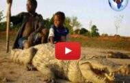 Dans ce village du Burkina Faso, les hommes et les crocodiles vivent en harmonie, rien d'étonnant quand on connaît l'histoire de l'Afrique ancienne ... (VIDÉO)